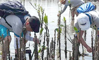Planting mangrove seedlings